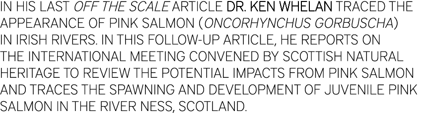 IN HIS LAST OFF THE SCALE ARTICLE DR. KEN WHELAN TRACED THE APPEARANCE OF PINK SALMON (ONCORHYNCHUS GORBUSCHA) IN IRI...