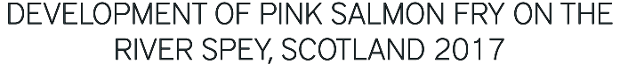 Development of pink salmon fry on the River Spey, Scotland 2017