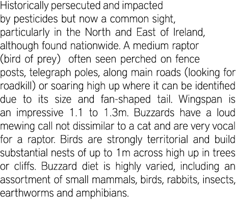 Historically persecuted and impacted by pesticides but now a common sight, particularly in the North and East of Irel...