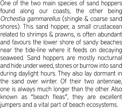 One of the two main species of sand hoppers found along our coasts, the other being Orchestia gammarellus (shingle & ...