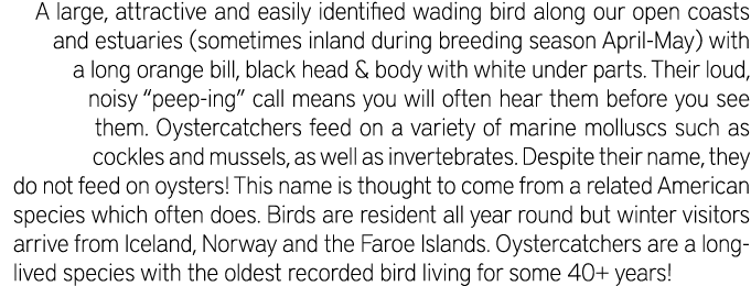 A large, attractive and easily identified wading bird along our open coasts and estuaries (sometimes inland during br...