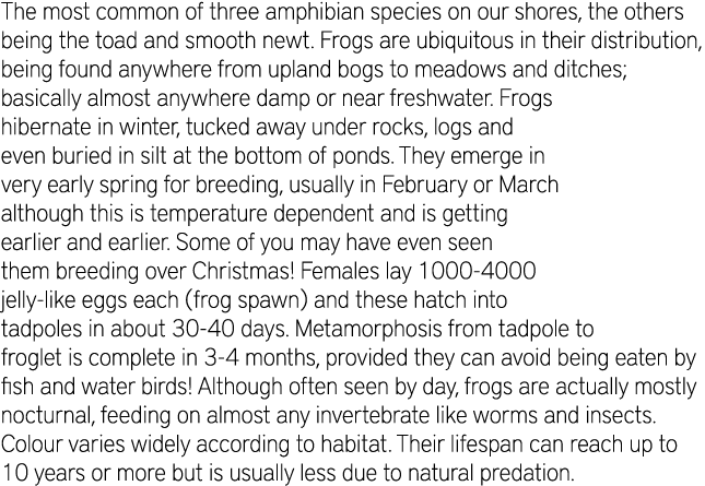 The most common of three amphibian species on our shores, the others being the toad and smooth newt. Frogs are ubiqui...