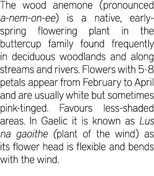 The wood anemone (pronounced a-nem-on-ee) is a native, early-spring flowering plant in the buttercup family found fre...