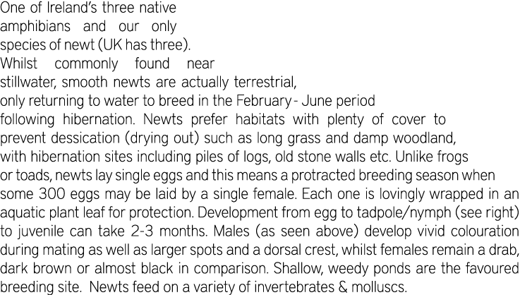 One of Ireland’s three native amphibians and our only species of newt (UK has three). Whilst commonly found near stil...