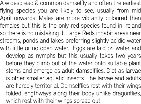 A widespread & common damselfly and often the earliest flying species you are likely to see, usually from mid April o...