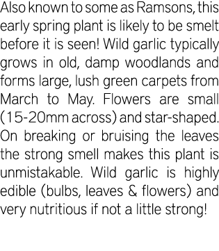 Also known to some as Ramsons, this early spring plant is likely to be smelt before it is seen! Wild garlic typically...