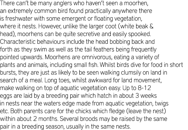 There can’t be many anglers who haven’t seen a moorhen, an extremely common bird found practically anywhere there is ...