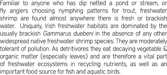 Familiar to anyone who has dip netted a pond or stream, or fly anglers choosing nymphing patterns for trout, freshwat...