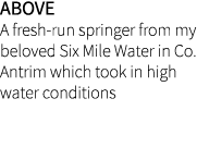 Above A fresh-run springer from my beloved Six Mile Water in Co. Antrim which took in high water conditions