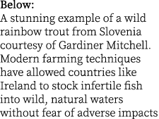 Below: A stunning example of a wild rainbow trout from Slovenia courtesy of Gardiner Mitchell. Modern farming techniq...