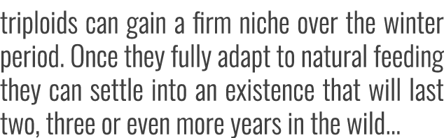 triploids can gain a firm niche over the winter period. Once they fully adapt to natural feeding they can settle into...