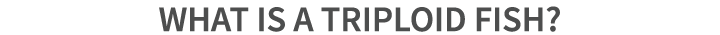 What is a triploid fish?