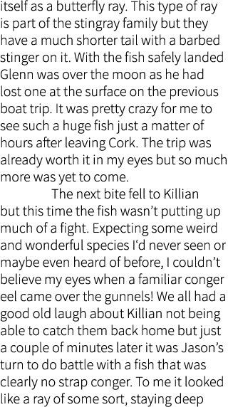 itself as a butterfly ray. This type of ray is part of the stingray family but they have a much shorter tail with a b...