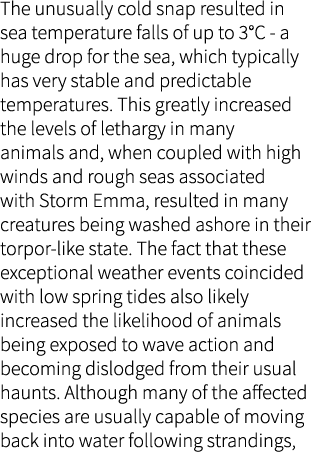 The unusually cold snap resulted in sea temperature falls of up to 3°C - a huge drop for the sea, which typically has...