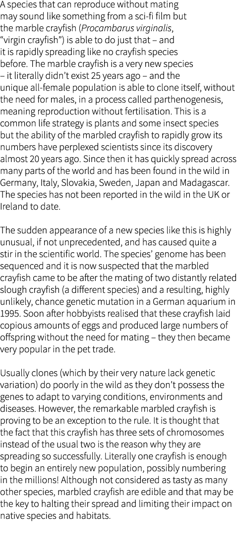 A species that can reproduce without mating may sound like something from a sci-fi film but the marble crayfish (Proc...
