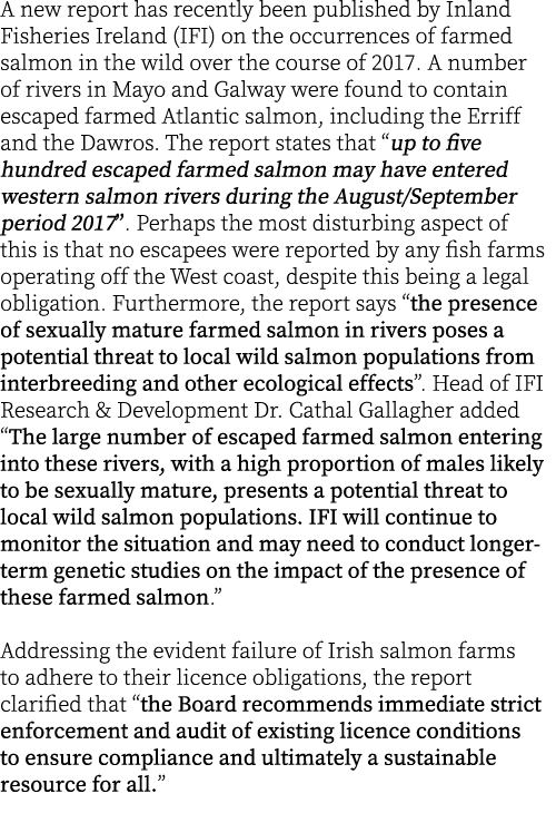 A new report has recently been published by Inland Fisheries Ireland (IFI) on the occurrences of farmed salmon in the...