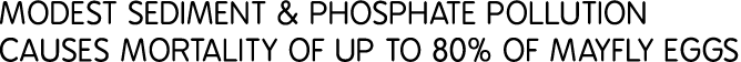 Modest Sediment & phosphate pollution causes mortality of up to 80% of mayfly eggs