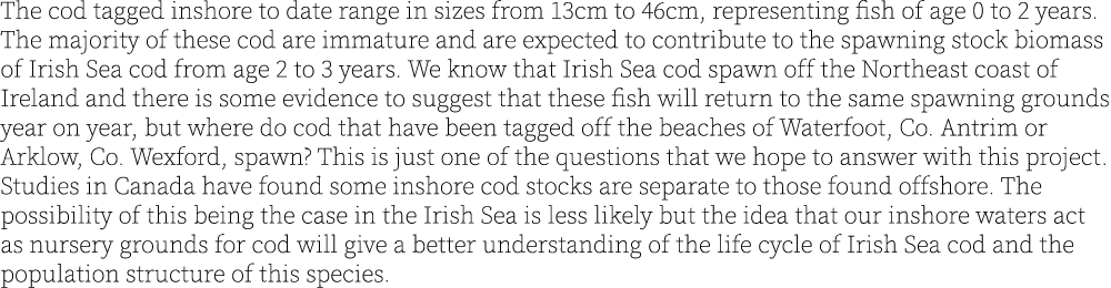 The cod tagged inshore to date range in sizes from 13cm to 46cm, representing fish of age 0 to 2 years. The majority ...