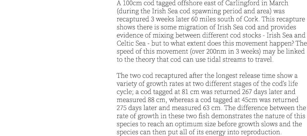 A 100cm cod tagged offshore east of Carlingford in March (during the Irish Sea cod spawning period and area) was reca...