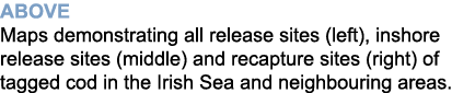 Above Maps demonstrating all release sites (left), inshore release sites (middle) and recapture sites (right) of tagg...