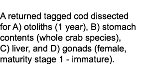 Below A returned tagged cod dissected for A) otoliths (1 year), B) stomach contents (whole crab species), C) liver, a...