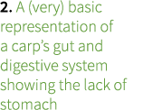2. A (very) basic representation of a carp’s gut and digestive system showing the lack of stomach