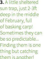 3. A little sheltered sun trap, just 2-3ft deep in the middle of February, full of basking carp! Sometimes they can b...