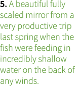 5. A beautiful fully scaled mirror from a very productive trip last spring when the fish were feeding in incredibly s...