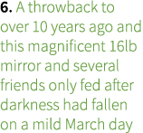 6. A throwback to over 10 years ago and this magnificent 16lb mirror and several friends only fed after darkness had ...