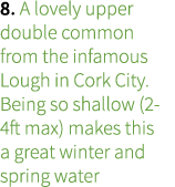 8. A lovely upper double common from the infamous Lough in Cork City. Being so shallow (2-4ft max) makes this a great...