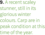 9. A recent scaley stunner, still in its glorious winter colours. Carp are in peak condition at this time of the year.
