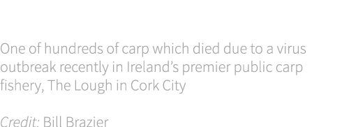 Cover shot One of hundreds of carp which died due to a virus outbreak recently in Ireland’s premier public carp fishe...