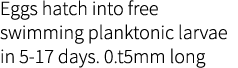 Eggs hatch into free swimming planktonic larvae in 5-17 days. 0.t5mm long