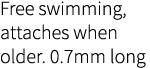 Free swimming, attaches when older. 0.7mm long