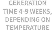 Generation time 4-9 weeks, depending on temperature