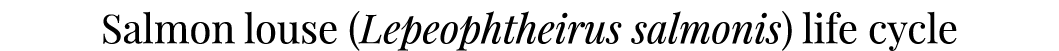 Salmon louse (Lepeophtheirus salmonis) life cycle