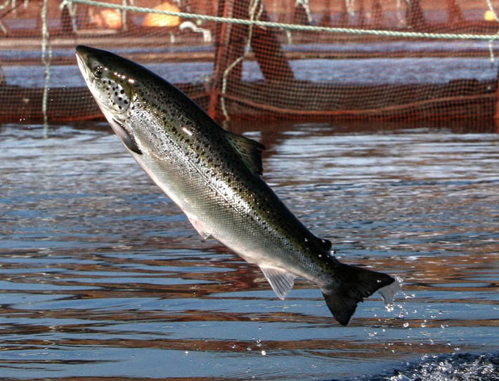 For decades,Â Washington has had eight Atlantic salmon farms. After one was destroyed in an accident last summer, the state has decided to kick the rest of them out