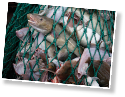 Fishing dragger hauls in net full of fish