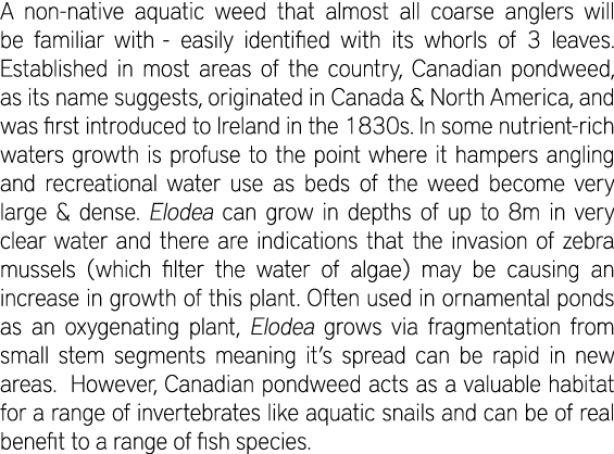 A non-native aquatic weed that almost all coarse anglers will be familiar with - easily identified with its whorls of...