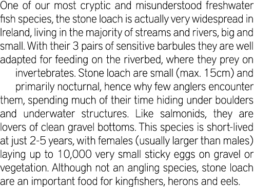 One of our most cryptic and misunderstood freshwater fish species, the stone loach is actually very widespread in Ire...