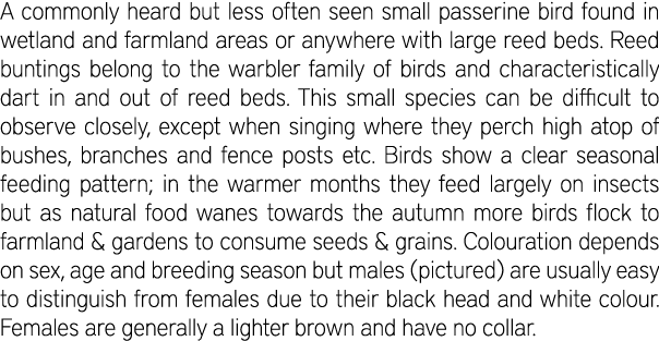 A commonly heard but less often seen small passerine bird found in wetland and farmland areas or anywhere with large ...