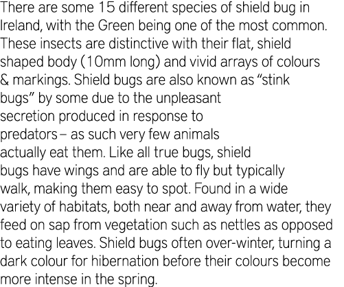 There are some 15 different species of shield bug in Ireland, with the Green being one of the most common. These inse...