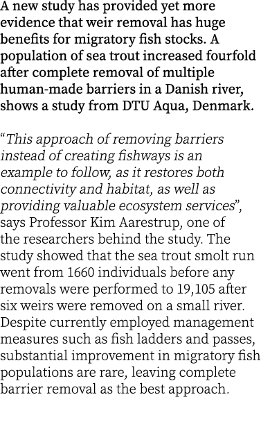 A new study has provided yet more evidence that weir removal has huge benefits for migratory fish stocks. A populatio...