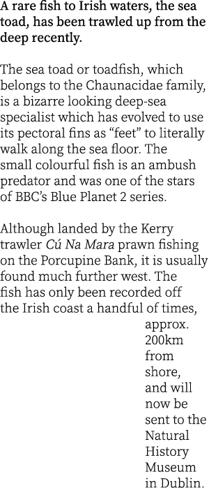 A rare fish to Irish waters, the sea toad, has been trawled up from the deep recently.  The sea toad or toadfish, whi...