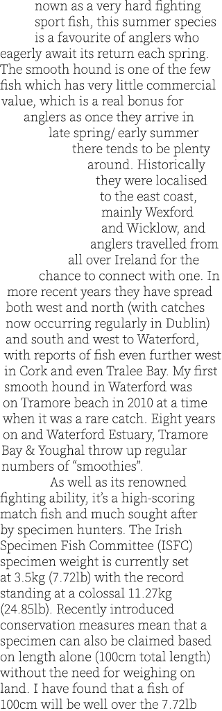 K  nown as a very hard fighting sport fish, this summer species is a favourite of anglers who eagerly await its retur...