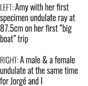 LEFT: Amy with her first specimen undulate ray at 87.5cm on her first “big boat” trip RIGHT: A male & a female undula...