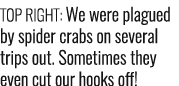 Top right: We were plagued by spider crabs on several trips out. Sometimes they even cut our hooks off! 