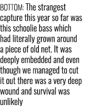 Bottom: The strangest capture this year so far was this schoolie bass which had literally grown around a piece of old...
