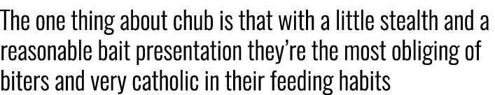 The one thing about chub is that with a little stealth and a reasonable bait presentation they’re the most obliging o...