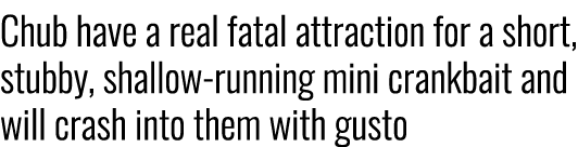 Chub have a real fatal attraction for a short, stubby, shallow-running mini crankbait and will crash into them with g...